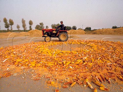 Crushing dried maize Turfan Xinjiang Province China