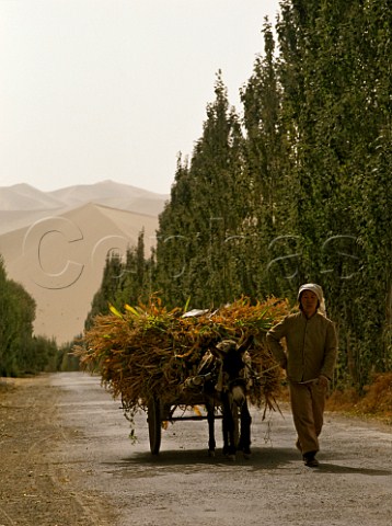 Donkey cart carrying harvested maize near the sand dunes south of Dunhuang Gansu Province China