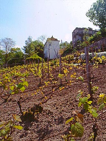 Gamay grapes in the Paris Vineyard at Montmartre   just behind Sacre Coeur Paris  France