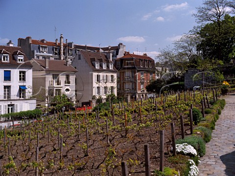 The Montmartre vineyard near Sacre Coeur Paris France