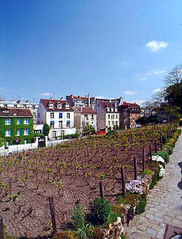 Gamay grapes in the Paris Vineyard at Montmartre   just behind Sacre Coeur Paris  France