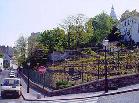 Montmartre Vineyard with the dome of Sacre Coeur   Cathedral beyond     Paris  France