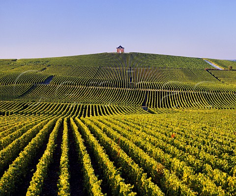 Vineyards of Mot et Chandon at Chteau de Saran Cramant Marne France   Cte des Blancs  Champagne