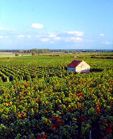 Early Autumn in aux Charmes vineyard  MoreyStDenis Cote dOr France  Cte de Nuits Grand Cru
