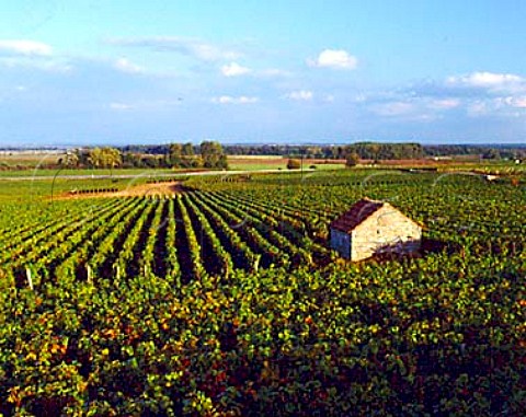 Early Autumn in aux Charmes vineyard  MoreyStDenis Cote dOr France  Cte de Nuits Grand Cru