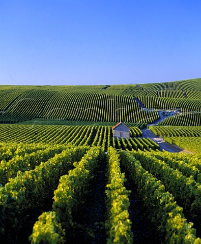 Vineyards on the Chteau de Saran estate of Mot et Chandon near Cramant Marne France   Cte des Blancs  Champagne