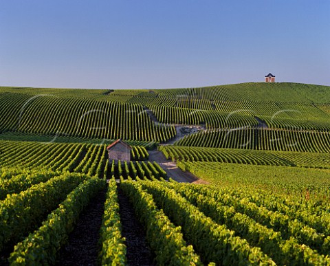 Vineyards of Mot et Chandon near their   Chteau de Saran Cramant Marne France   Cte des Blancs  Champagne