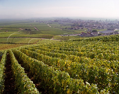 Vineyards above Avize on the Cte des Blancs Marne France    Champagne