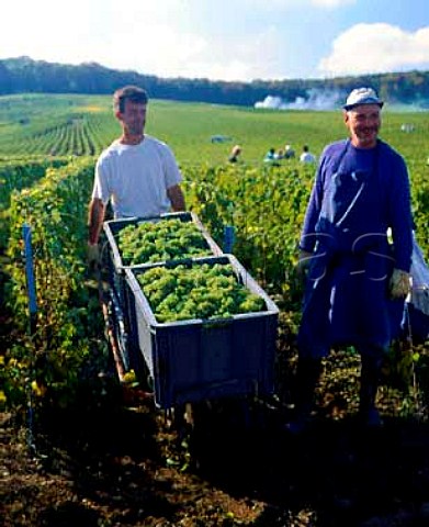 Harvesting Chardonnay grapes at Cramant on the Cote   des Blancs Marne France Champagne