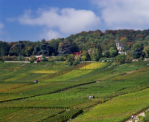 Vineyards at Hautvillers with the abbey church where Dom Prignon worked and is buried Marne France    Champagne