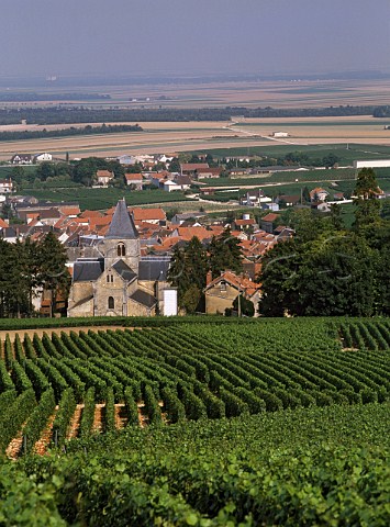 Vineyard above Le MesnilsurOger Marne France  Champagne  Cte des Blancs