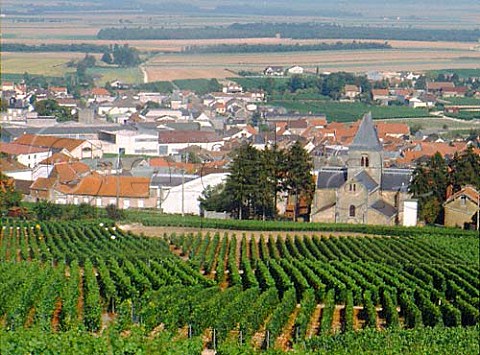 Vineyards at MesnilsurOger Marne France Cte des Blancs  Champagne