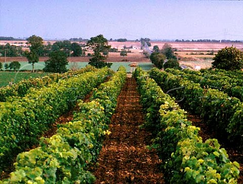 Vineyards at Bellville south of Niort DeuxSvres   France  Cognac