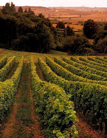 Vineyard at Pleine Selve Gironde France    Blaye