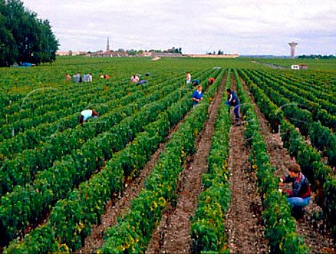 Harvesting Cabernet Sauvignon grapes in vineyard of   Chteau Finegrave StJulien Gironde France   Mdoc  Bordeaux
