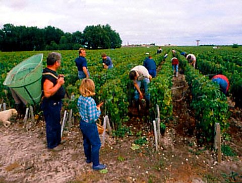 Harvesting Cabernet Sauvignon grapes in vineyard of    Chteau Finegrave StJulien Gironde France    Mdoc  Bordeaux
