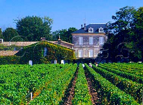 Harvesting in Sauvignon Blanc vineyard at   Chteau dArmailhac Pauillac Gironde France   Mdoc  Bordeaux