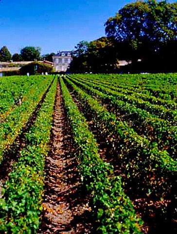 Sauvignon Blanc vineyard at Chteau dArmailhac   Pauillac Gironde France Mdoc  Bordeaux