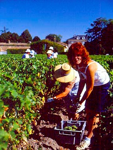 Harvesting Sauvignon Blanc grapes in vineyard at   Chteau dArmailhac Pauillac Gironde France   Mdoc  Bordeaux