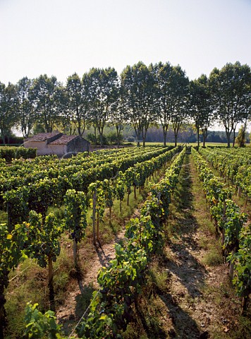 Vineyard at Barsac Gironde France    Sauternes  Bordeaux