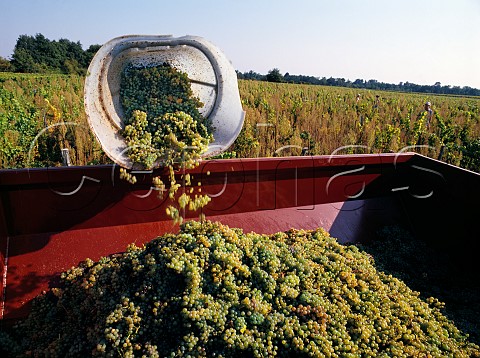Harvesting Sauvignon Blanc grapes in vineyard of    Chteau Cameron at Barsac These will be made into a dry wine so classified as Graves Gironde France   Graves  Bordeaux