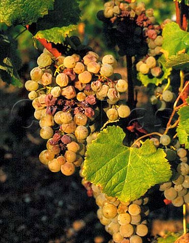 Noble Rot on Semillon grapes of Chteau dYquem   Sauternes Gironde France