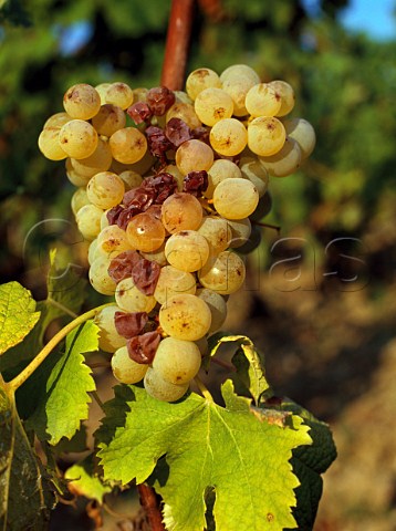Noble rot on Semillon grapes in vineyard of   Chteau dYquem Sauternes Gironde France  Sauternes  Bordeaux