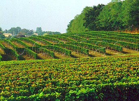 Vineyards at TerreydeCastel Gironde France   Premires Ctes de Bordeaux