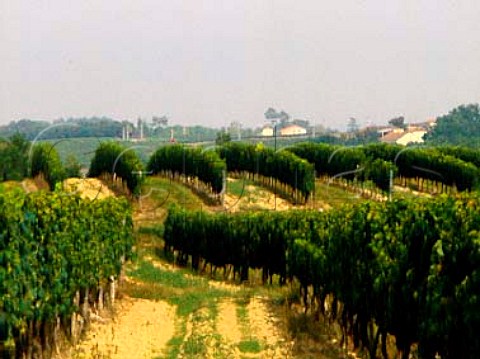 Vineyards at TerreydeCastel Gironde France    Premires Ctes de Bordeaux