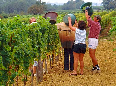 Harvesting Sauvignon Blanc grapes at StAndr du Bois Gironde France  Ctes de BordeauxStMacaire
