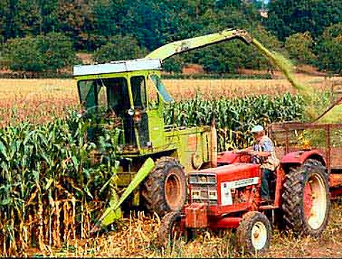 Harvesting maize at CalviacenPerigord Dordogne  valley France