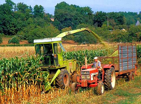 Harvesting maize at CalviacenPerigord Dordogne  valley France