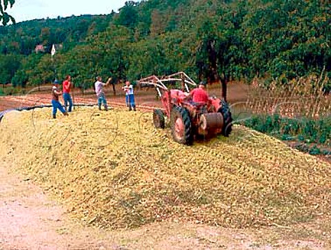 Unloading maize after harvesting at  CalviacenPerigord Dordogne France