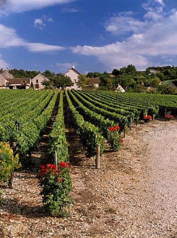 Vineyard with rose bushes at end of rows in village of Fleys near Chablis Yonne France  Chablis