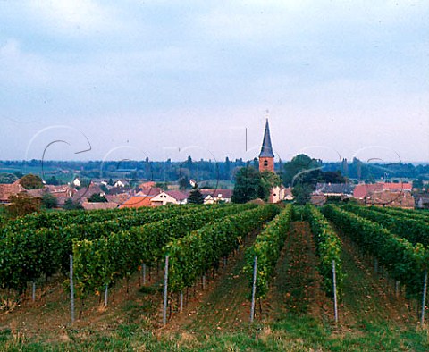 Freundstuck vineyard at Forst Pfalz Germany   Pfalz