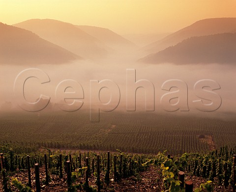 Dawn mist over vineyards in the Mosel Valley at Zell Germany