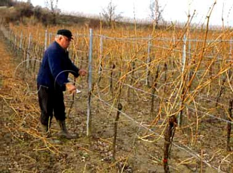 Pruning Riesling vines with pneumatic secateurs  Wachenheim Germany     Pfalz