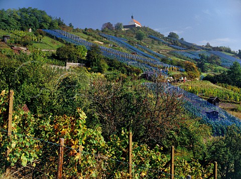 Bird netting on vineyards below the chapel of Wurmlinger Kapelle Wurmlingen Wurttemberg Germany