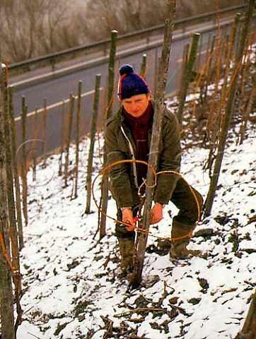Tying up vines in the snow at Trittenheim Germany    Mosel