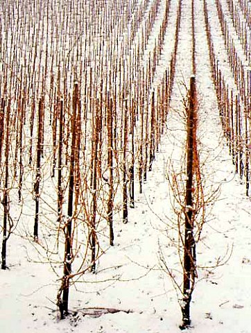Snow covered vineyard between Enkirch and Trarbach   villages  Germany   Mosel