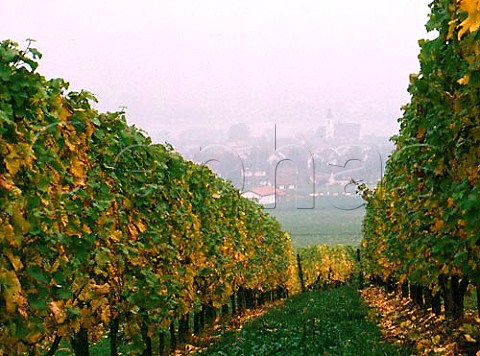 Schlossberg vineyard above Winkel  Germany   Rheingau