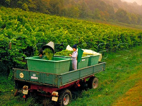 Harvesting in vineyard at Blansingen near Basel   Baden Germany Vogtei Rtteln Grosslage