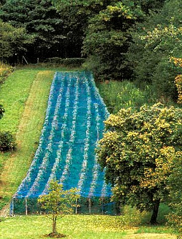 Vineyard covered in bird netting at Allensbach   Baden Germany   Bodensee