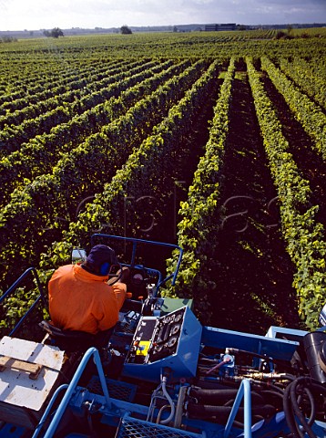 Mechanical harvesting at Mussbach   north of NeustadtanderWeinstrasse Germany   Pfalz