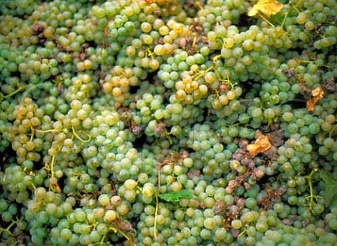 Harvested Kerner grapes at Mussbach   near NeustadtanderWeinstrasse Germany    Pfalz