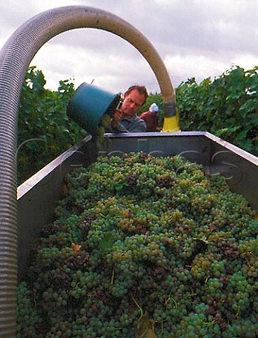 Harvesting Kerner grapes in vineyard at Mussbach   near Neustadt Pfalz Germany