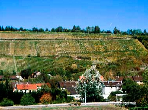Vineyards on hillside above Grotzingen east of   Karlsruhe             Hohenberg Grosslage Baden