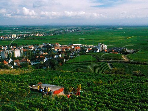 Harvesting grapes in Fuchsmantel vineyard   Bad Durkheim Pfalz Germany