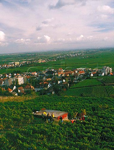 Pickers in Fuchsmantel vineyard just south of Bad   Drkheim Schenkenbohl Grosslage Pfalz