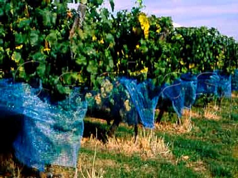 Netting around vines in Kieselberg vineyard at   Deidesheim     Mariengarten Grosslage Rheinpfalz